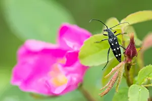 Images Dated 21st June 2019: Marco image of an insect