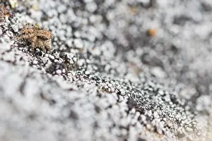 Images Dated 29th May 2017: Marco image of an insect