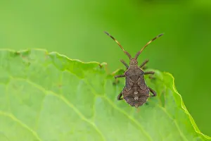 Images Dated 1st August 2019: Marco image of an insect