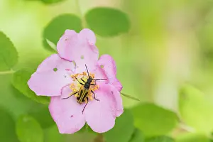 2016 Prints: Marco image of an insect