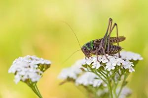 Images Dated 11th July 2018: Marco image of an insect