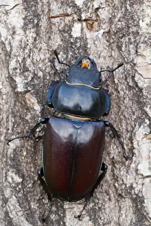 Images Dated 13th June 2013: Marco image of an insect