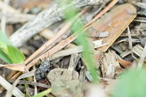 Images Dated 5th August 2019: Marco image of an insect