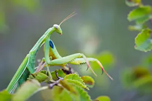 Images Dated 21st August 2018: Marco image of an insect