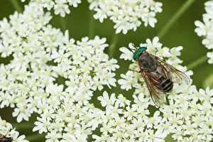 Images Dated 6th August 2019: Marco image of an insect