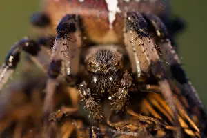 Images Dated 18th August 2012: Marco image of an insect