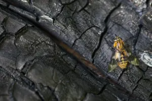 Images Dated 19th June 2019: Marco image of an insect
