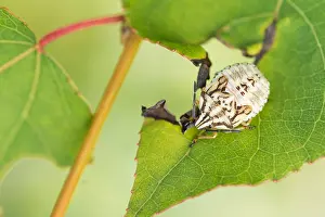 Images Dated 5th August 2019: Marco image of an insect