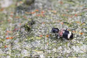 Images Dated 12th June 2013: Marco image of an insect