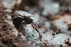 Images Dated 20th July 2015: Marco image of an insect