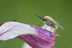 Images Dated 27th May 2015: Marco image of an insect