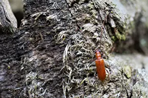 Images Dated 5th July 2013: Marco image of an insect