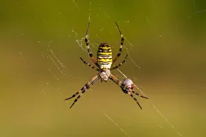 Images Dated 18th August 2012: Marco image of an insect