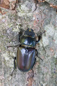 Images Dated 13th June 2013: Marco image of an insect