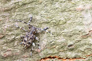 Images Dated 7th July 2013: Marco image of an insect