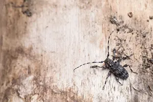 Images Dated 17th June 2019: Marco image of an insect