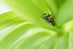 Images Dated 10th June 2016: Marco image of an insect