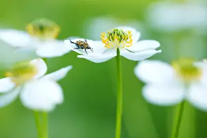 Images Dated 19th June 2019: Marco image of an insect