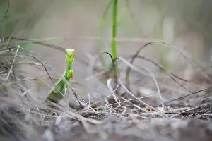 Images Dated 21st August 2018: Marco image of an insect