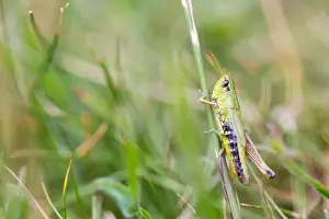Images Dated 18th July 2018: Marco image of an insect