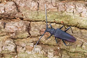 Images Dated 31st July 2013: Marco image of an insect