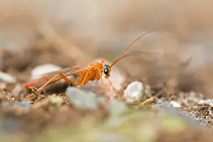 Images Dated 23rd September 2019: Marco image of an insect