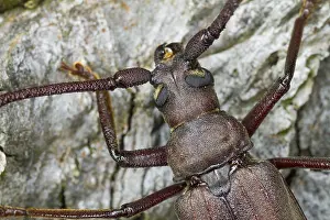 Images Dated 15th July 2013: Marco image of an insect