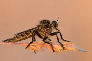 Images Dated 1st July 2015: Marco image of an insect