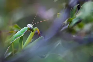 Images Dated 21st August 2018: Marco image of an insect