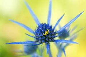 Images Dated 7th August 2019: Marco image of an insect