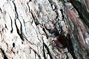 Images Dated 5th July 2013: Marco image of an insect