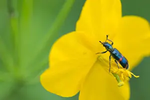 Images Dated 14th June 2019: Marco image of an insect