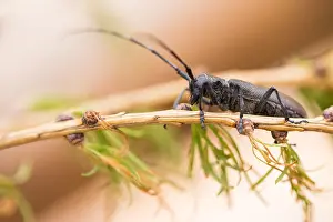 Images Dated 18th June 2019: Marco image of an insect