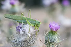 Images Dated 12th August 2015: Marco image of an insect