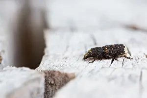 Images Dated 5th April 2018: Marco image of an insect