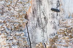 Images Dated 5th April 2018: Marco image of an insect