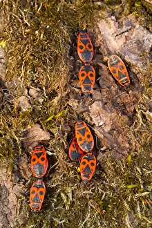 Images Dated 26th March 2012: Marco image of an insect