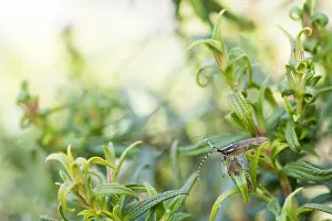 Corsica Prints: Marco image of an insect