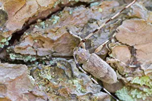 Images Dated 13th April 2014: Marco image of an insect