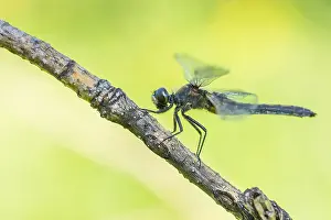 Images Dated 19th June 2019: Marco image of an insect