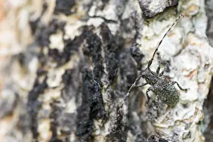 Images Dated 16th June 2019: Marco image of an insect