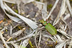 Images Dated 18th July 2013: Marco image of an insect