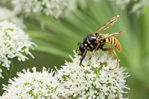 Images Dated 6th August 2019: Marco image of an insect