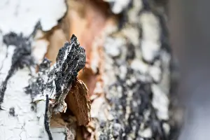 Images Dated 16th June 2019: Marco image of an insect