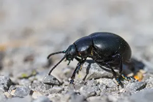Images Dated 30th July 2013: Marco image of an insect