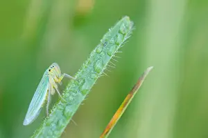 Romania Prints: Marco image of an insect