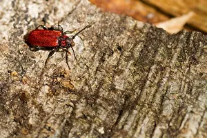 Images Dated 13th April 2014: Marco image of an insect