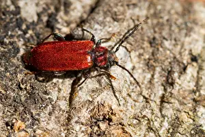 Images Dated 13th April 2014: Marco image of an insect