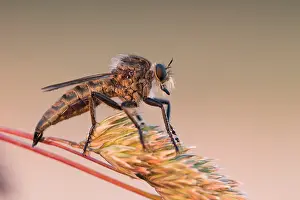 Images Dated 1st July 2015: Marco image of an insect