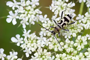 Images Dated 13th August 2013: Marco image of an insect